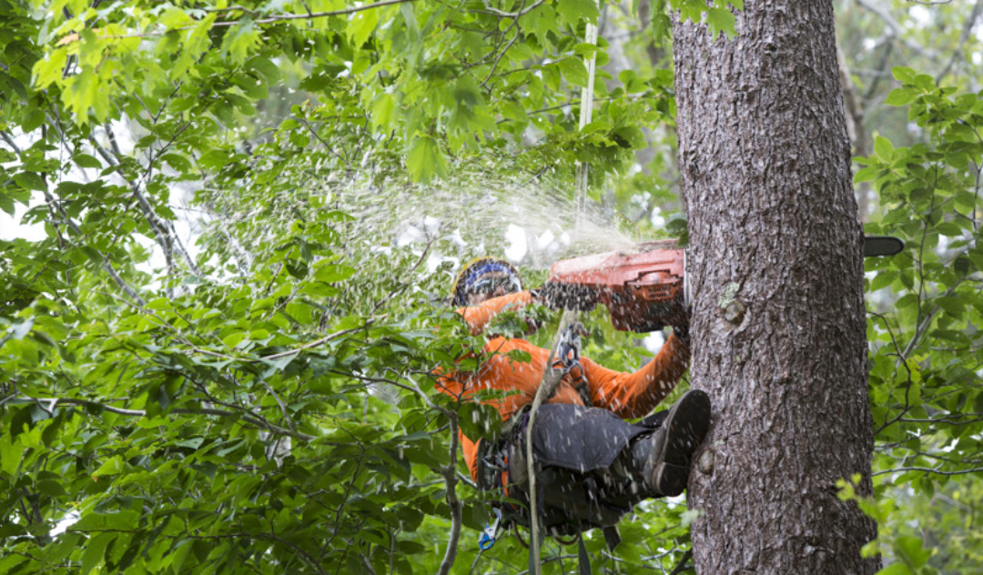 Tree Services In Saint Petersburg FL Tote Enterprises