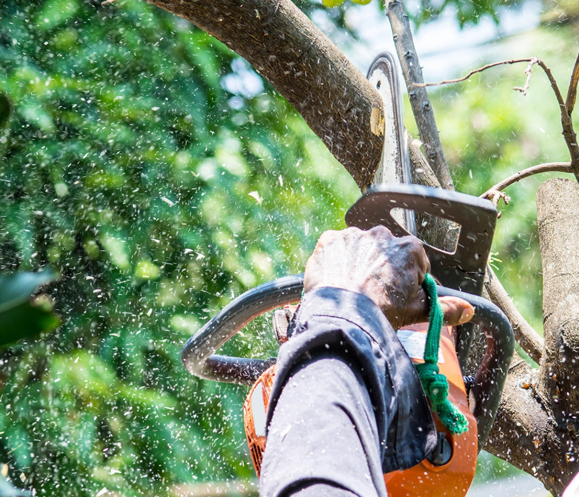 Palm Harbor FL Tree Trimming | Tote Enterprises | Tree Removal Service